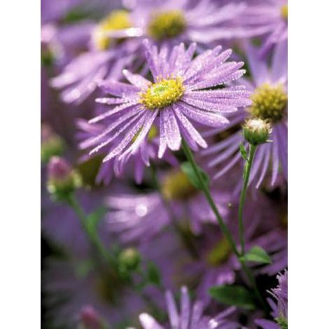 Aster de Frikart 'Mönch' Godet de 8/9 cm (1/5)