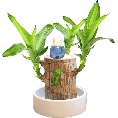 Brazilian Wood - Hydroponic Plant - Indoor Desk Office Decor - Low Maintenance Greenery - For Home Office New Residence - 1 Piece (1/5)