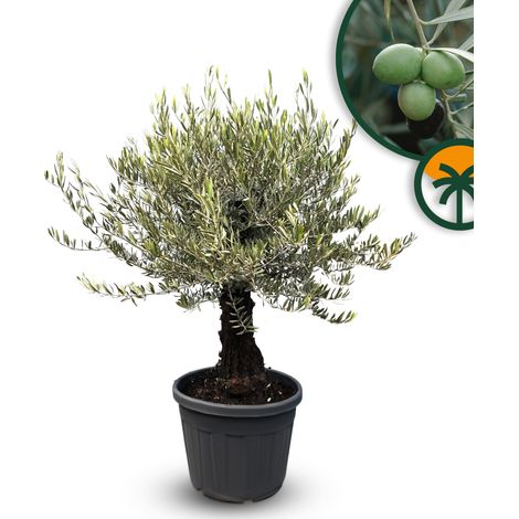 Olivier Olea Europaea Picual Mini Pata », 170 cm, avec pot, arbre (1/5)