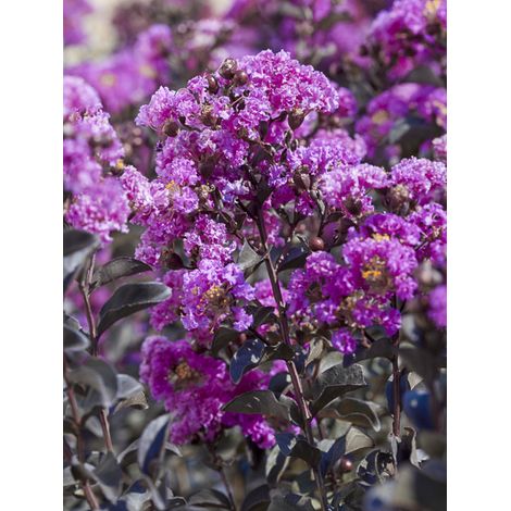 Lilas des Indes 'Black Solitaire Purely Purple ' Pot de 3L/4L, Buisson, Touffe