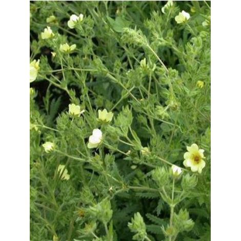 Potentille érigée 'Warrenii' Godet de 8/9 cm (1/2)