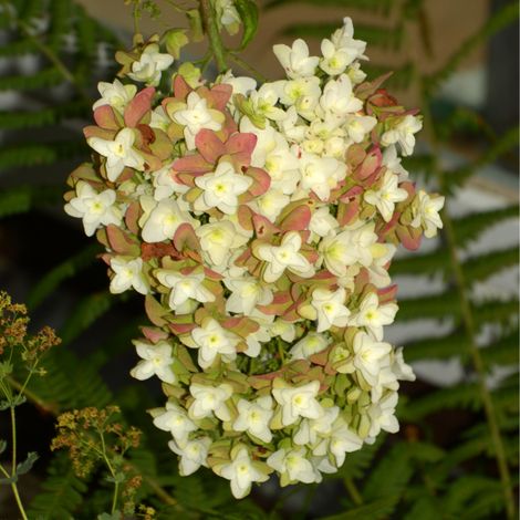 Hortensia querc snowflake - Hydrangea querc snowflake Pot 3L (1/2)