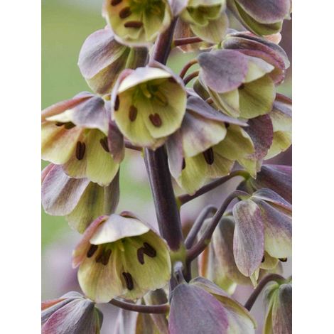 Fritillaire de Perse 'Bicolor Magic Bells' Bulbe calibre 18/20 (1/2)