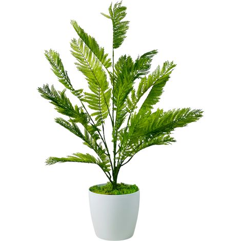 Fiore in vaso - Felce verde in vaso 75 cm (1/5)