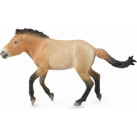 stallone Przewalski