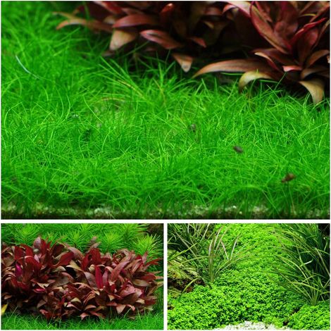 Vordergrund Set mit 3 Tropica in Vitro Pflanzen Aquariumpflanzenset Nr.48