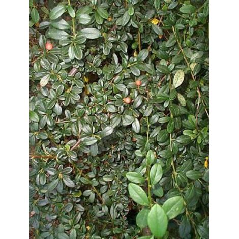 Cotonéaster de Dammer Godet de 8/9 cm (1/3)