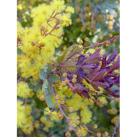 Mimosa 'Purpurea' Pot de 3L/4L (1/2)
