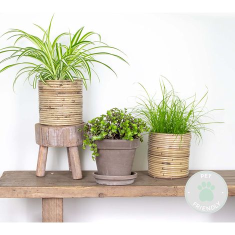 Lot de 3 - Mélange plantes d’intérieur sans danger pour les animaux - Cyperus, Chlorophytum, Callisia - ⌀12 cm - 15-25 cm