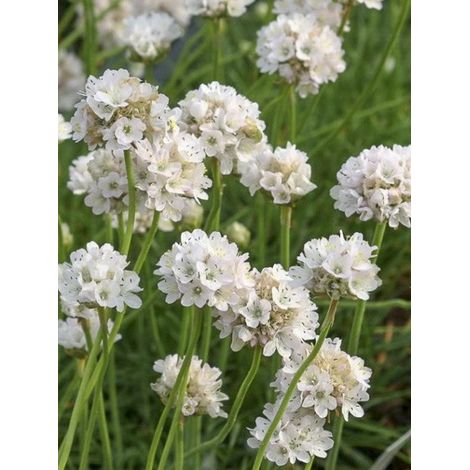 Gazon d'Espagne 'Ballerina White' Godet de 8/9 cm (1/4)