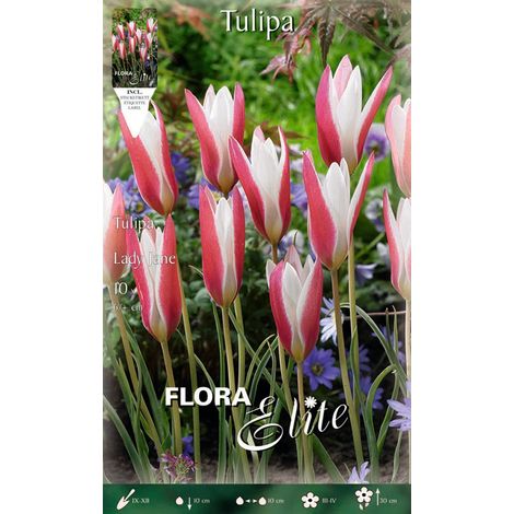 BULBI AUTUNNALI DI TULIPANO LADY JANE CONFEZIONE DA 10 BULBI BULBS BULBES