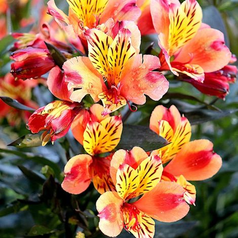 Alstrœmères Summer Breeze, Lis des Incas/Pot de 3L - 20/40 cm