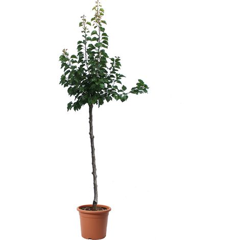 Albero di Albicocco - Pianta da Frutto da Giardino Vere - Prunus Armeniaca - Vaso Ø 28 cm (1/3)