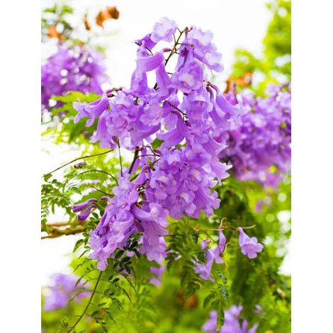 jacaranda 3 cuttings purple