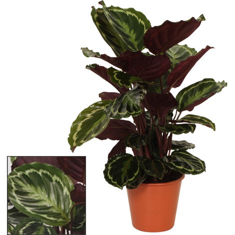 Calathea Medaillon - Plante d'Intérieur Décorative - Feuillage Vert et Pourpre - Ø19 cm H75 cm - PANGIVO