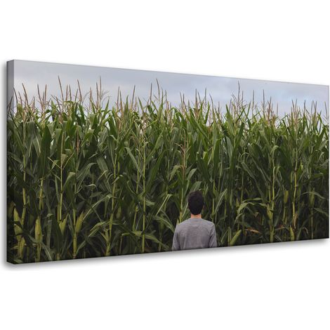 Leinwanddruck Naturmotiv Maisfeld 80x40 cm
