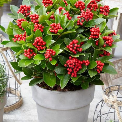 Skimmia du Japon 'Rubella'/Pot de 3L - 20/40 cm