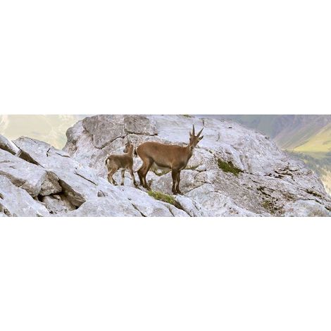 Tableau sur toile famille chamois 30x97 cm - Impression sur Toile Murale Décorative - Image imprimée en HD sur Toile - Toile sur Châssis en Bois FSC - Fabriqué en France (1/4)
