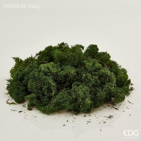 EDG Enzo De Gasperi Muschio Lichene Stabilizzato Artificiale Verde Scuro – Muschio Decorativo Natalizio (1/3)