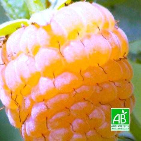 Pépinières Naudet – Framboisier 'Golden queen' BIO – Framboises jaunes fermes – Rusticité jusqu'à -15°C – Période de plantation toute l'année