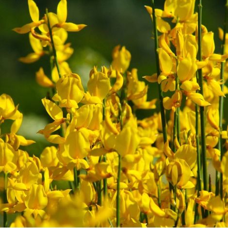 Genêt de Lydie (Genista lydia) (1/5)
