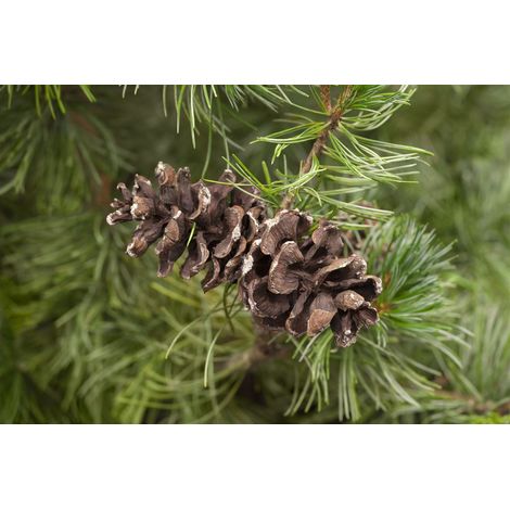 Mädchenkiefer 'Tempelhof' Pinus parviflora 'Tempelhof' C 3 25- 30 (1/2)