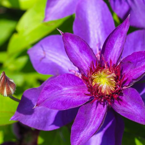 Clematite - Clematis viticella Etoile Violette 70cm