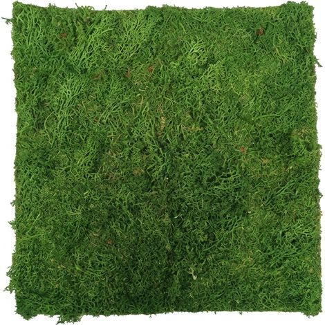 Tappeto di Lichene Naturale Adesivo 40x40 cm per Presepi e Decorazioni (1/4)