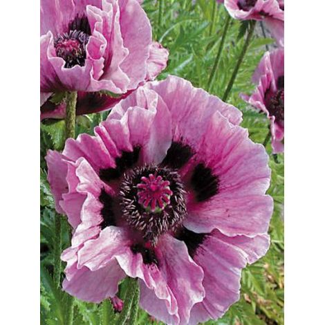 Pavot d'orient 'Manhattan' Pot de 2L/3L