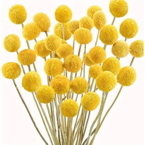 Fleur séchée - Billy Button - 20 tiges - Jaune - Boules de 1.5-2.5 cm - Décoration mariage (1/5)