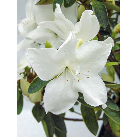 Azalée japonaise 'Eucharis' Pot de 2L/3L