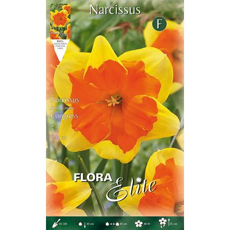 BULBI AUTUNNALI NARCISO SPLIT CORONA CONGRESS CONFEZIONE DA 5 BULBI BULBS BULBES