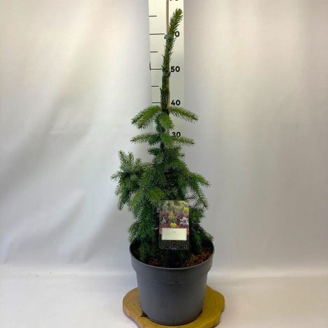 Picea omorika Abete "Pendula Bruns" Peccio Serbo piangente pianta in vaso  30 cm h. 70/90 cm FOTO REALI (1/3)