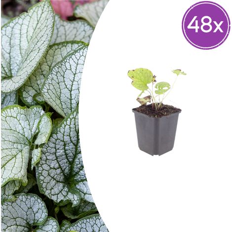Lot de 48 Brunnera macrophylla 'Jack Frost' Myosotis du Caucase Vivace d'Ombre Argentée Pot Ø9cm - PANGIVO (1/5)