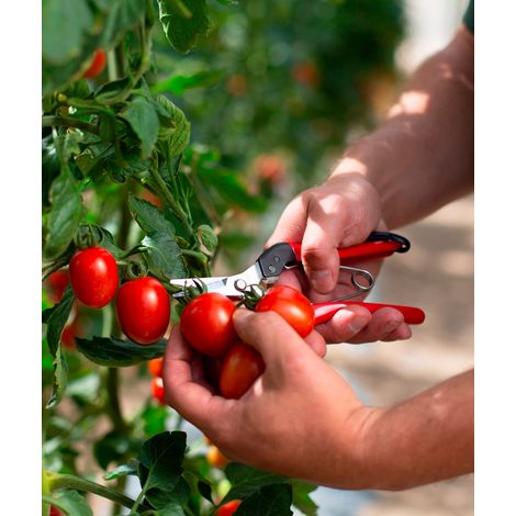 FELCO 320 Ernte- und Leseschere Gartenschere Zweigschere Rebschere Blumenschere