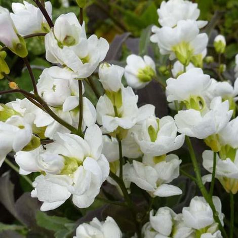 4 x Arabette du Caucase - Arabis caucasica 'Bakkely' - godet