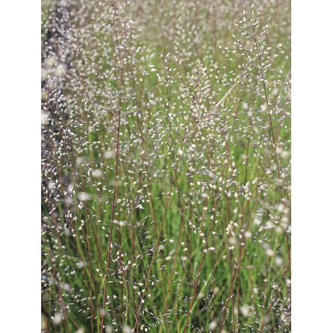 Sporobolus 'Cloud' Godet de 8/9 cm (1/2)