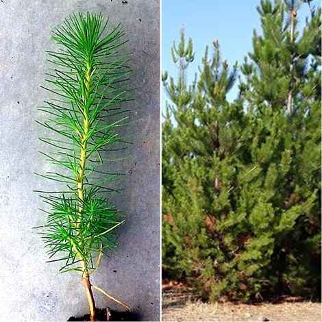 Planta de Pino Insigne. Pinus Radiata. Crecimiento R�pido
