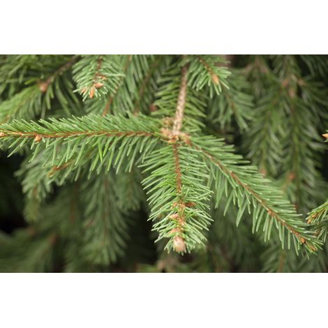 Zapfen-Fichte 'Acrocona' Picea abies 'Acrocona' C 13 70- 80 (1/5)