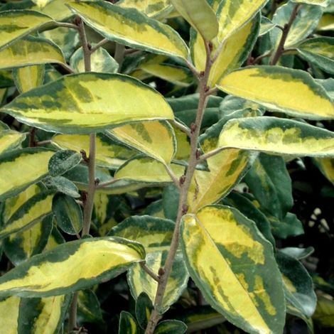 Elaeagnus panaché Viveleg®, Chalef/Pot de 7,5L - 60/80 cm