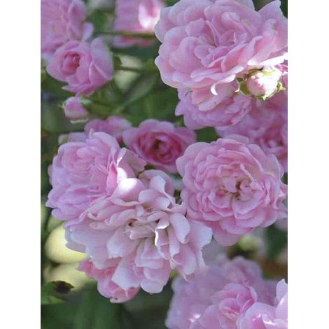 Rosier de Banks liane 'Rosea' Pot de 2L/3L, Sur propres racines (non greffé)