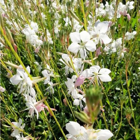4 x Gaura lindheimeri 'Madonna' - godet 9x9 cm