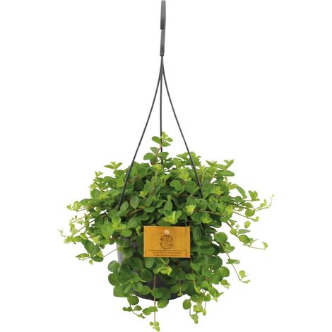 Peperomia Rotundifolia - Plante Verte d'Intérieur Décorative - Ø15 cm - Hauteur 25 cm - PANGIVO (1/4)
