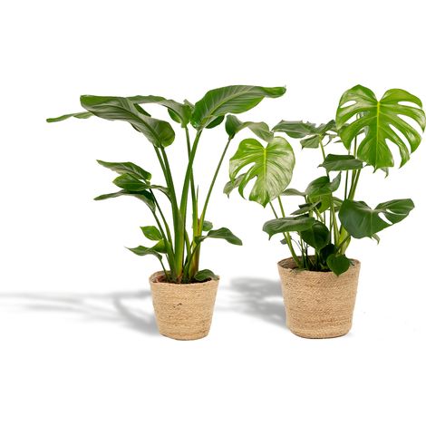 Duo de Plantes Vertes Strelitzia Nicolai et Monstera Deliciosa avec Panier - H85/75 cm - PANGIVO (1/5)