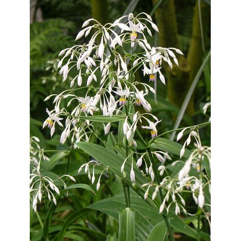 Arthropodium cirratum Pot de 2L/3L (1/2)