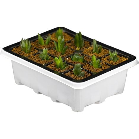 Boîte de Semis 12 Alvéoles pour Bouturage et Propagation de Plantes (1/4)