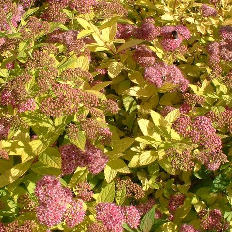 Spirée Japonaise  - Spiraea japonica 'Goldflame'  - 25-30 cm pot