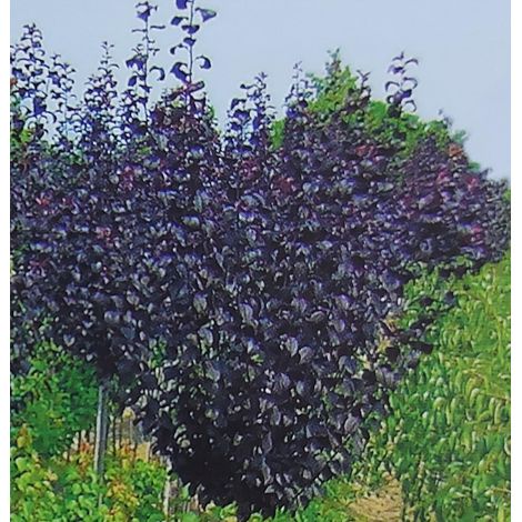 Prunus Pissardi Cespuglio - pianta di 3 anni