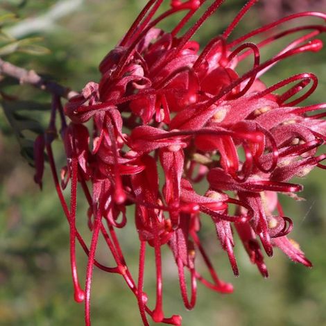 Grevillea Canberra Gem, Grevillea/Pot de 3L - 40/60 cm (1/2)