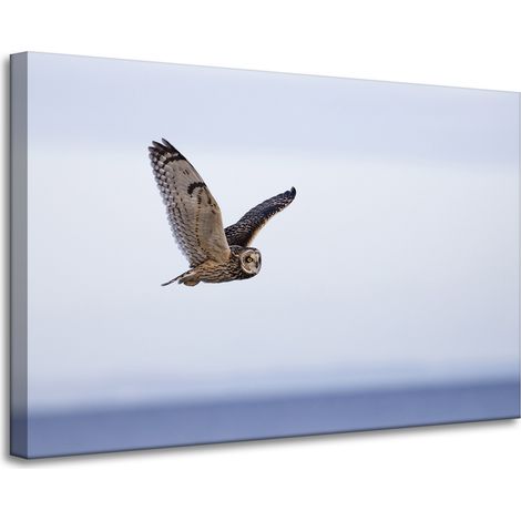 Lienzo impreso con la imagen de un búho en vuelo (90x60 cm).